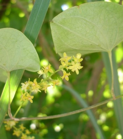 Dioscorea sylvatica